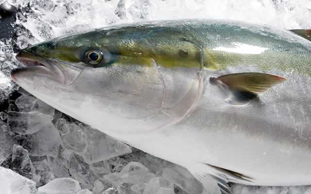 富山湾のお魚 株式会社ナカノ